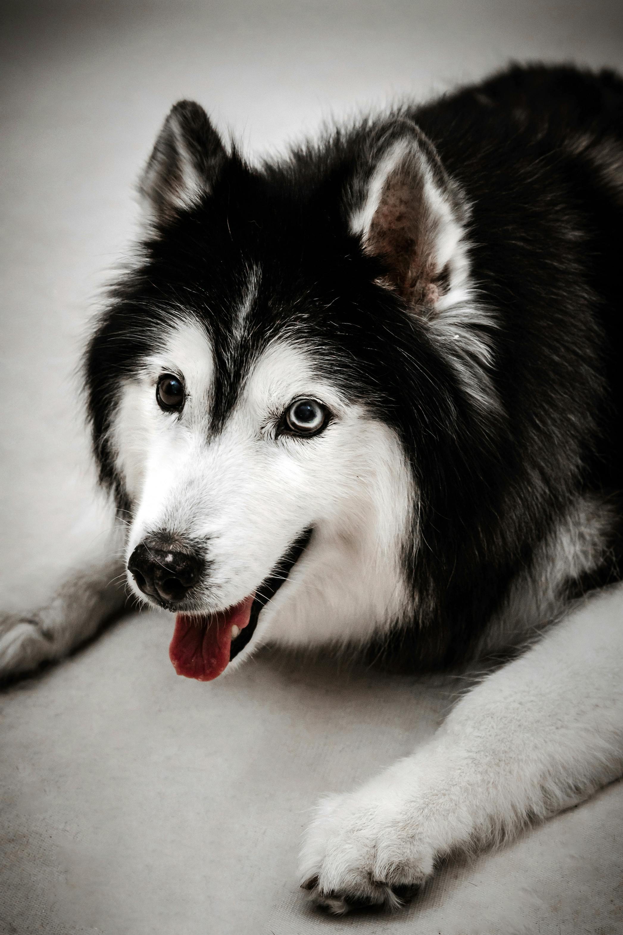 Pet Portraits